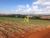Terreno, 53 hectares - Foto 10