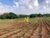 Terreno, 53 hectares - Foto 8