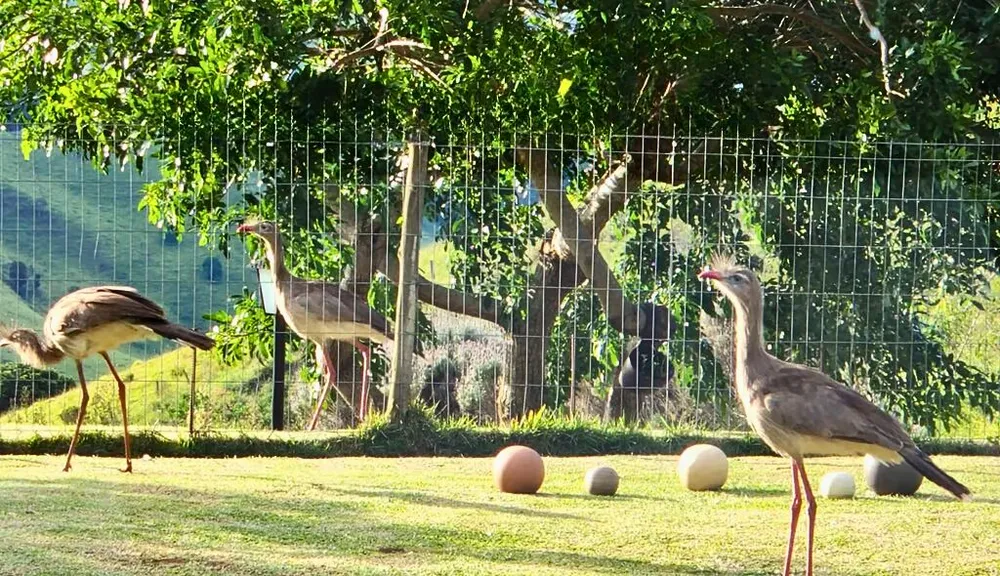 Chácara, 2 quartos, 7 hectares - Foto 4