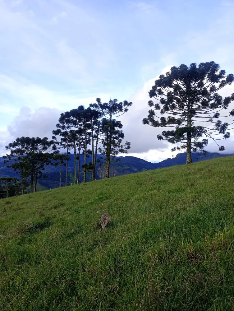 Terreno, 13 hectares - Foto 3