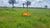 Fazenda, 203 hectares - Foto 4