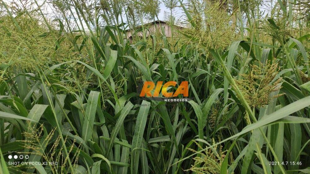 Fazenda, 1548 hectares - Foto 2