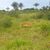 Fazenda, 650 hectares - Foto 4