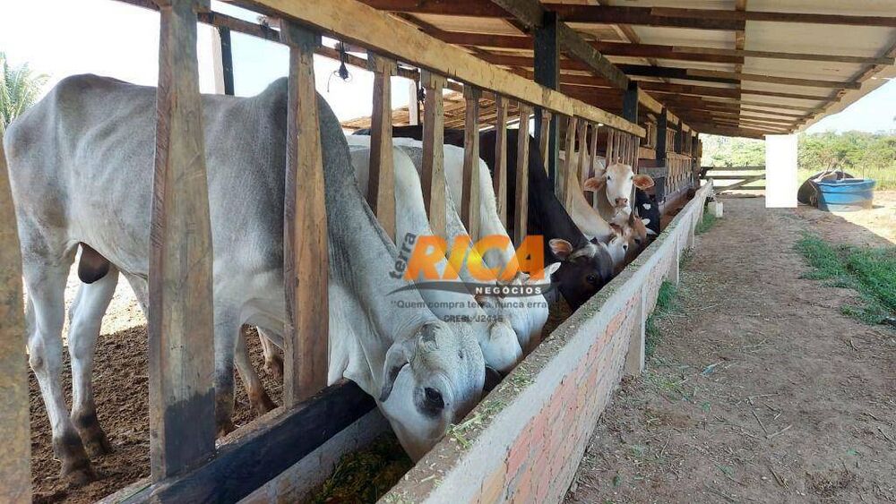 Fazenda, 111 hectares - Foto 4