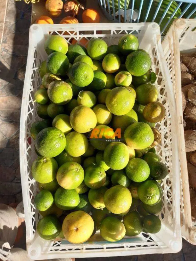 Chácara, 7 hectares - Foto 11