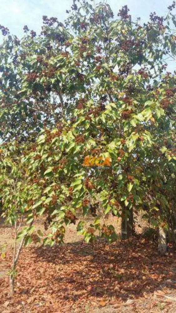 Chácara, 1 quarto, 4 hectares - Foto 6