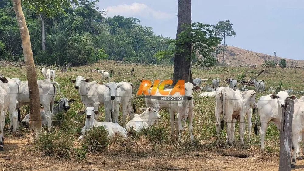 Fazenda, 928 hectares - Foto 7