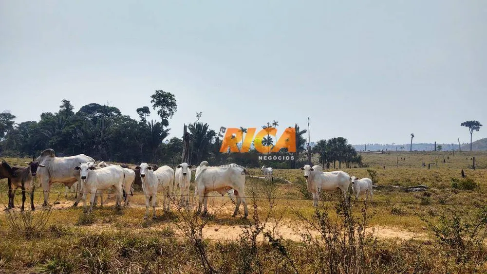 Fazenda, 3937 hectares - Foto 10