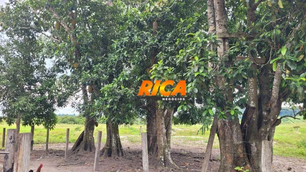 Sítio, 50 hectares - Foto 4