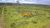 Fazenda, 387 hectares - Foto 3