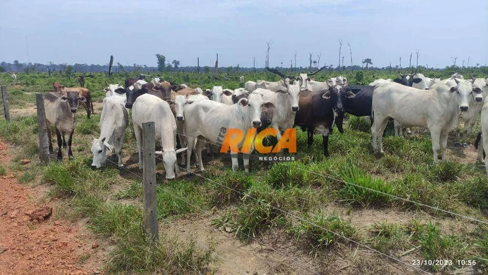 Fazenda, 228 hectares - Foto 8