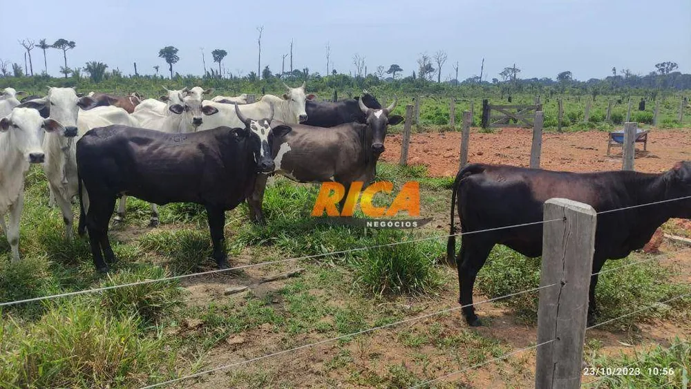 Fazenda, 228 hectares - Foto 7