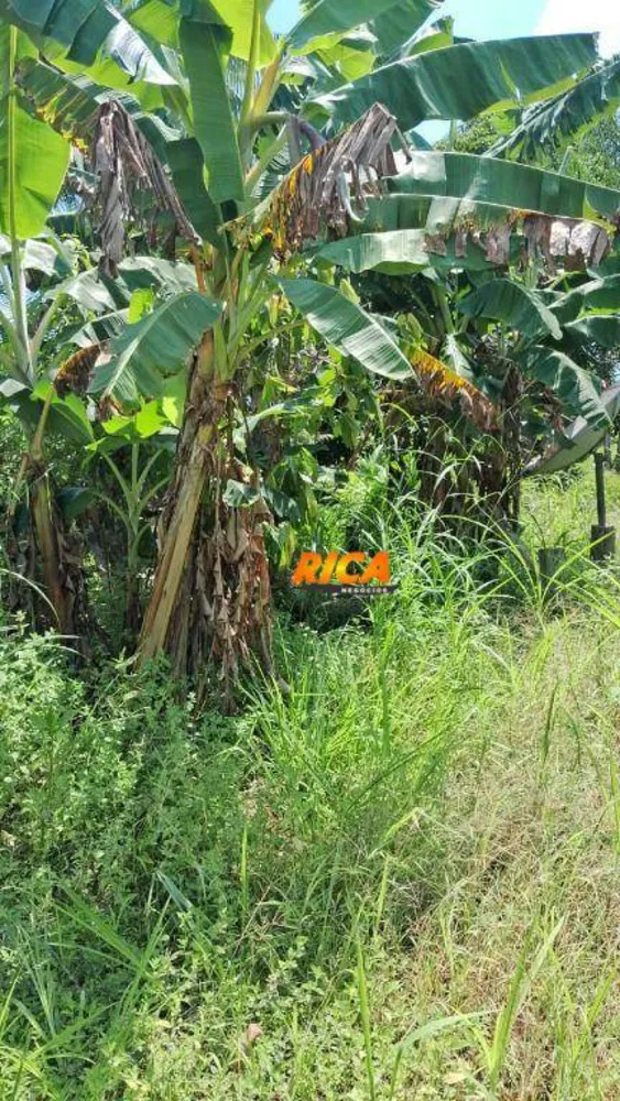 Sítio, 25 hectares - Foto 4