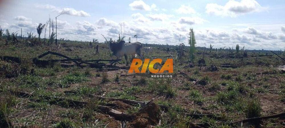 Fazenda, 114 hectares - Foto 3