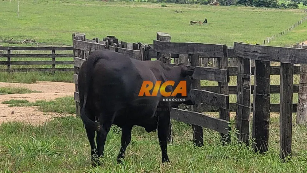 Fazenda, 1550 hectares - Foto 12