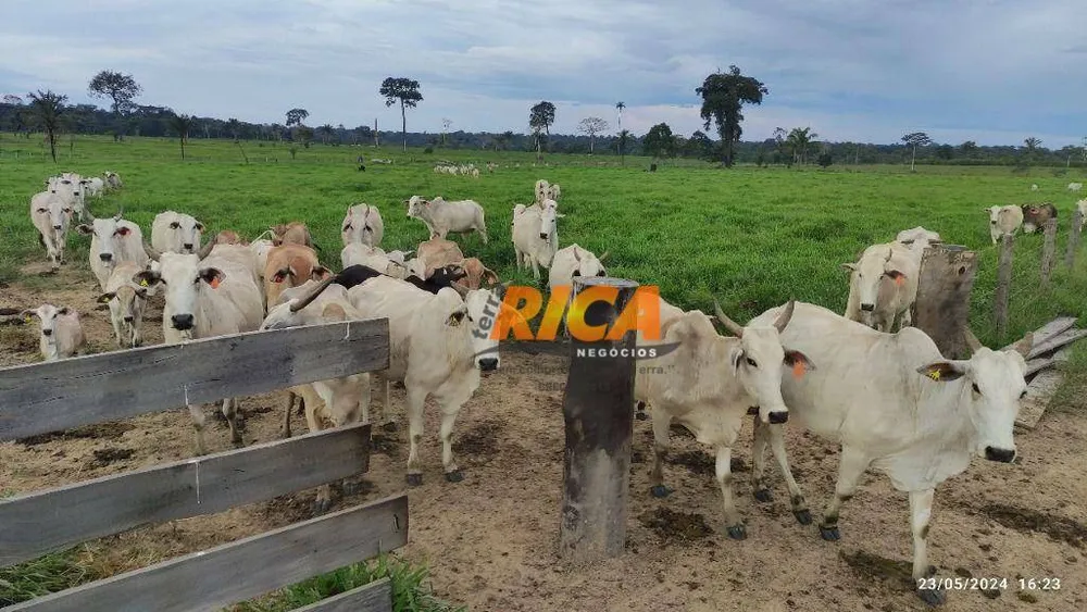 Fazenda, 406 hectares - Foto 8