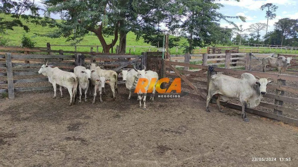 Fazenda, 406 hectares - Foto 7