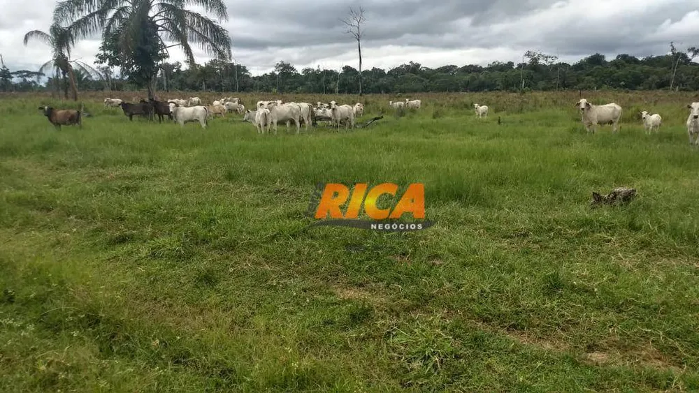 Fazenda, 1406 hectares - Foto 8