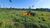 Fazenda-Sítio-Chácara, 1500 hectares - Foto 2