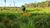 Fazenda-Sítio-Chácara, 1500 hectares - Foto 4