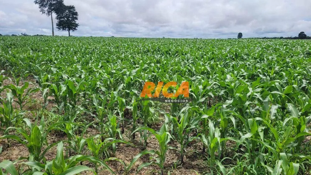 Fazenda, 200 hectares - Foto 12
