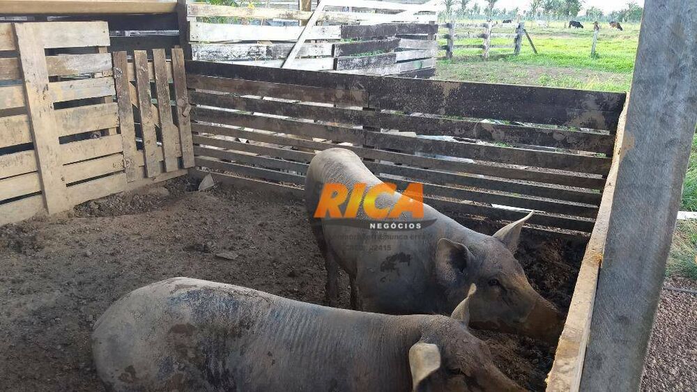 Sítio, 4 quartos, 39 hectares - Foto 24