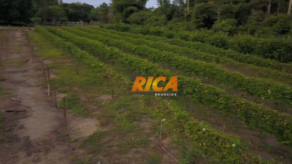 Chácara, 2 quartos, 2 hectares - Foto 4