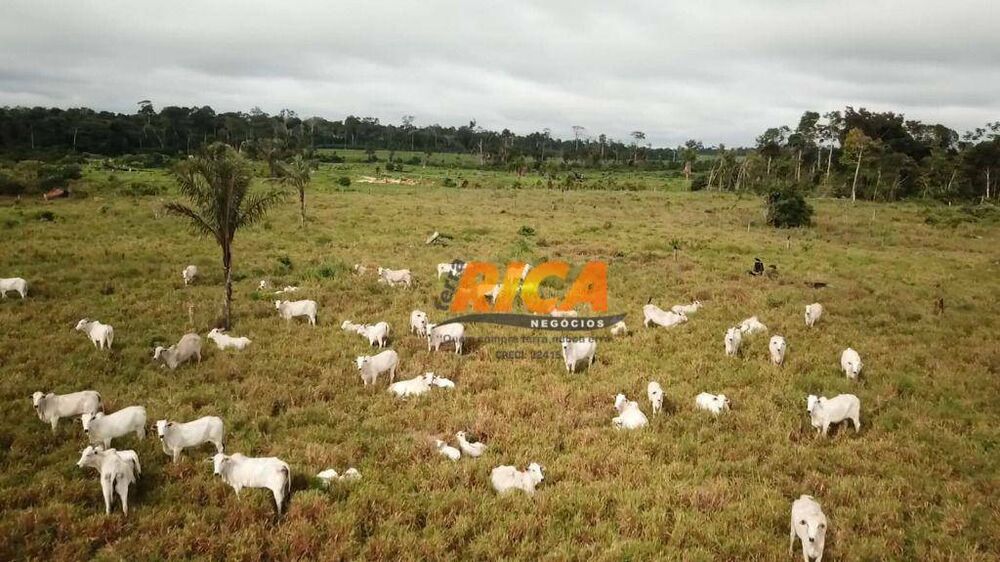 Sítio, 31 hectares - Foto 4