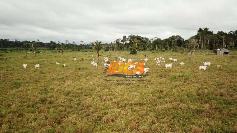 Sítio, 31 hectares - Foto 5