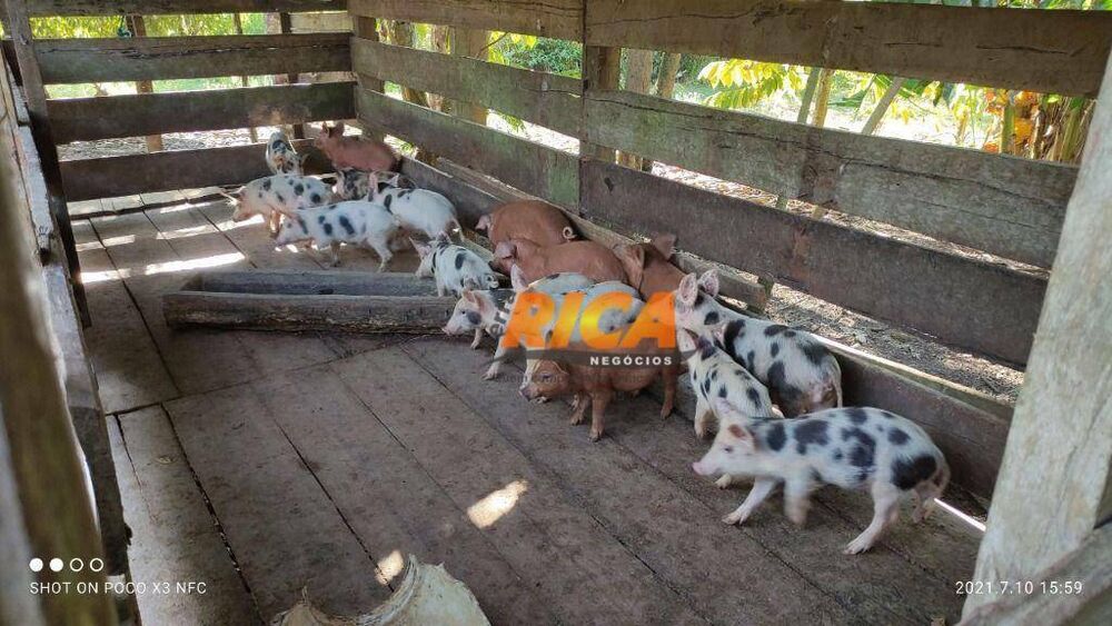 Fazenda, 96 hectares - Foto 4