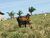 Fazenda, 814 hectares - Foto 4