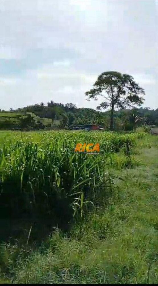Fazenda, 138 hectares - Foto 4
