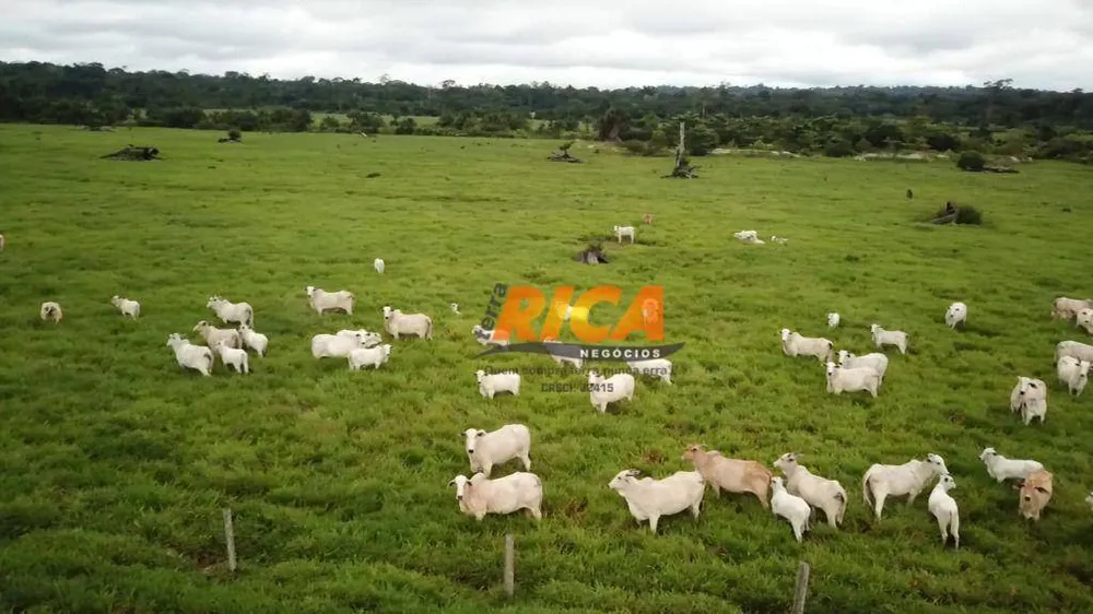 Fazenda, 251 hectares - Foto 10