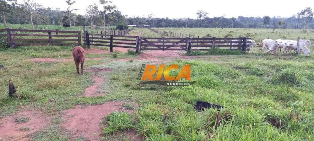 Fazenda, 290 hectares - Foto 9
