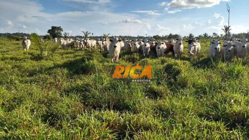 Fazenda à venda com 1 quarto, 4540000M2 - Foto 4