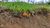 Fazenda, 218 hectares - Foto 4