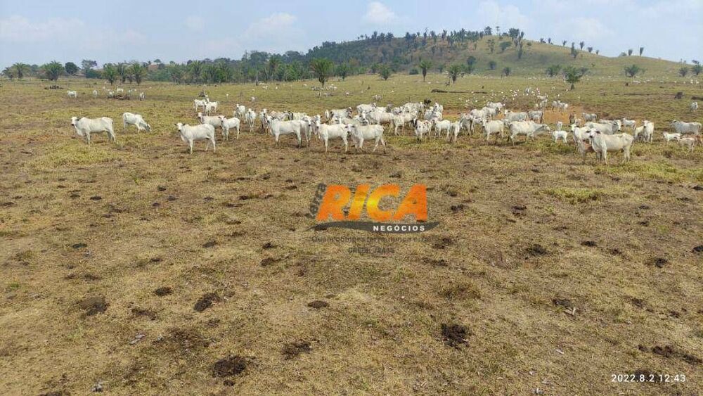 Fazenda, 671 hectares - Foto 4