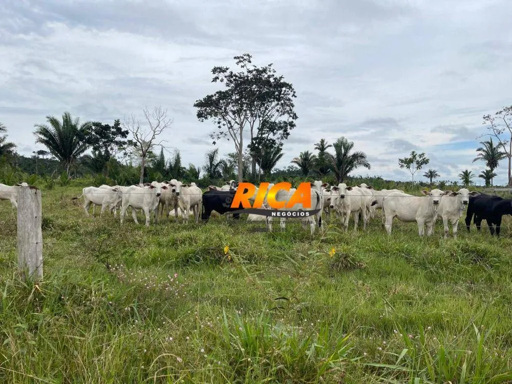 Fazenda, 408 hectares - Foto 7