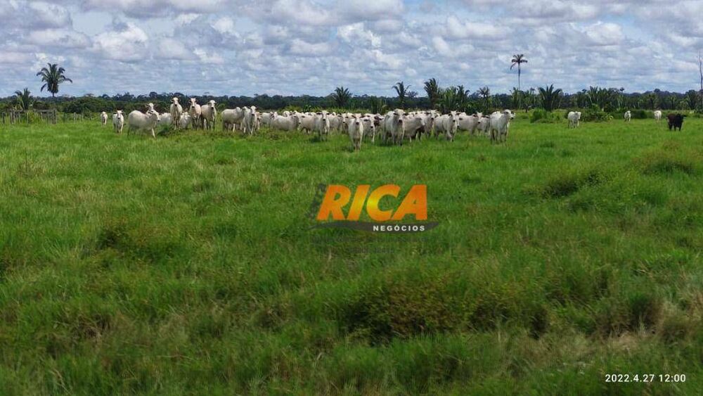 Fazenda, 2271 hectares - Foto 37