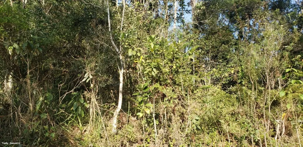 Chácara, 2 hectares - Foto 4