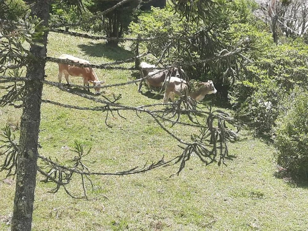 Chácara, 4 quartos, 66 hectares - Foto 4