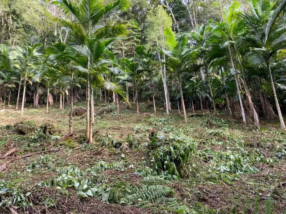 Chácara, 5 hectares - Foto 3