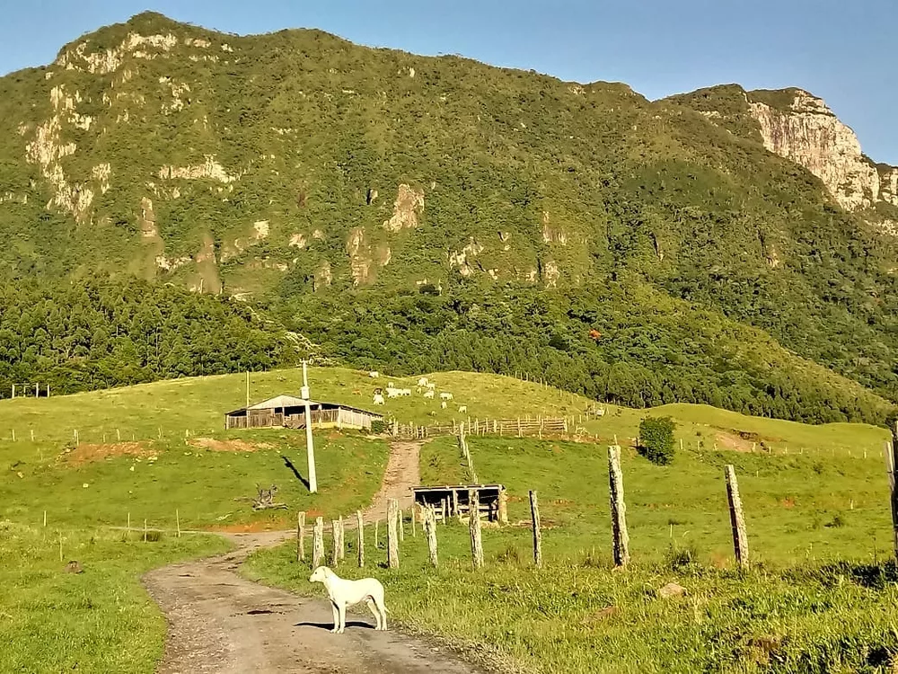 Fazenda, 48 hectares - Foto 4