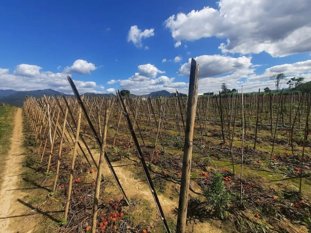 Terreno, 1 hectares - Foto 11