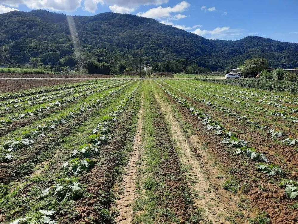 Terreno, 1 hectares - Foto 12