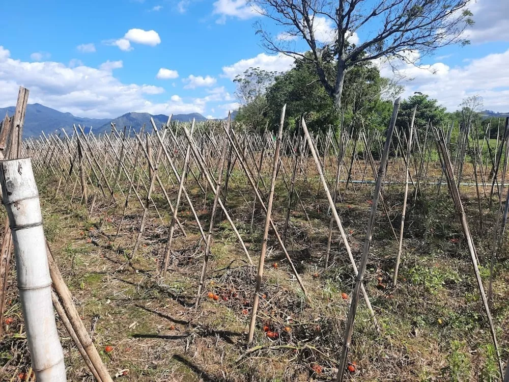 Terreno, 1 hectares - Foto 6