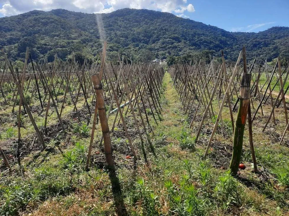 Terreno, 1 hectares - Foto 10