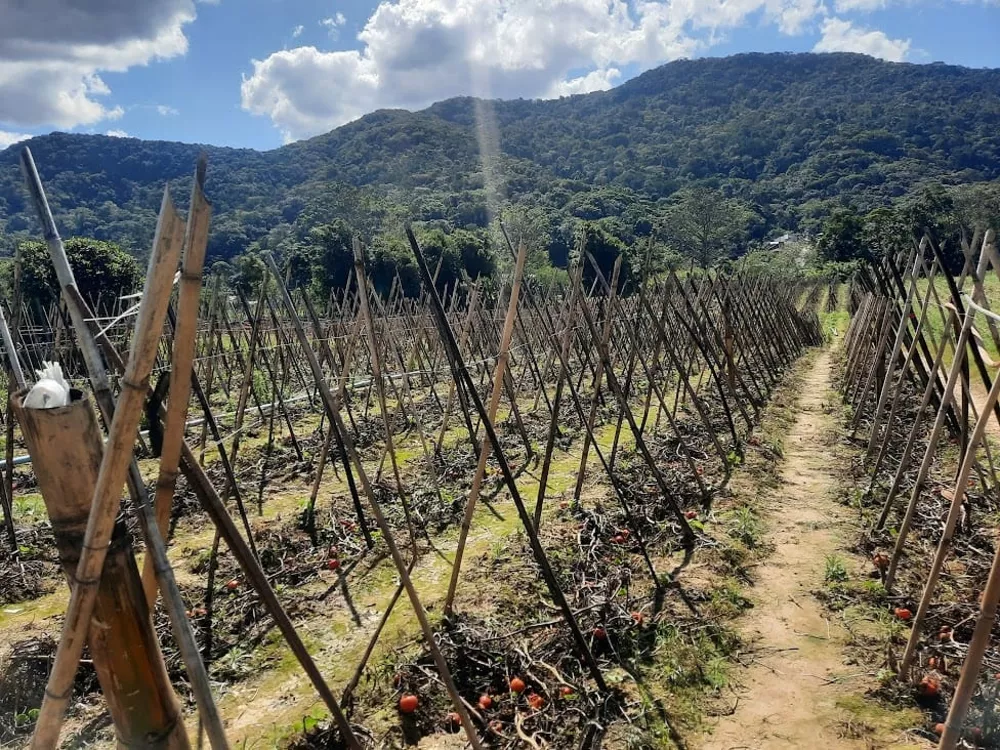 Terreno, 1 hectares - Foto 8