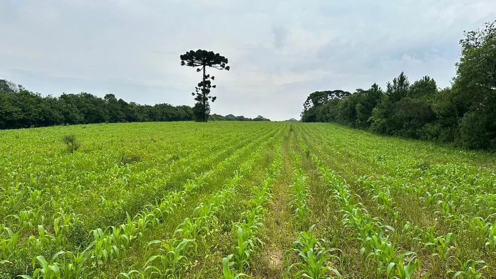 Terreno, 3 hectares - Foto 2