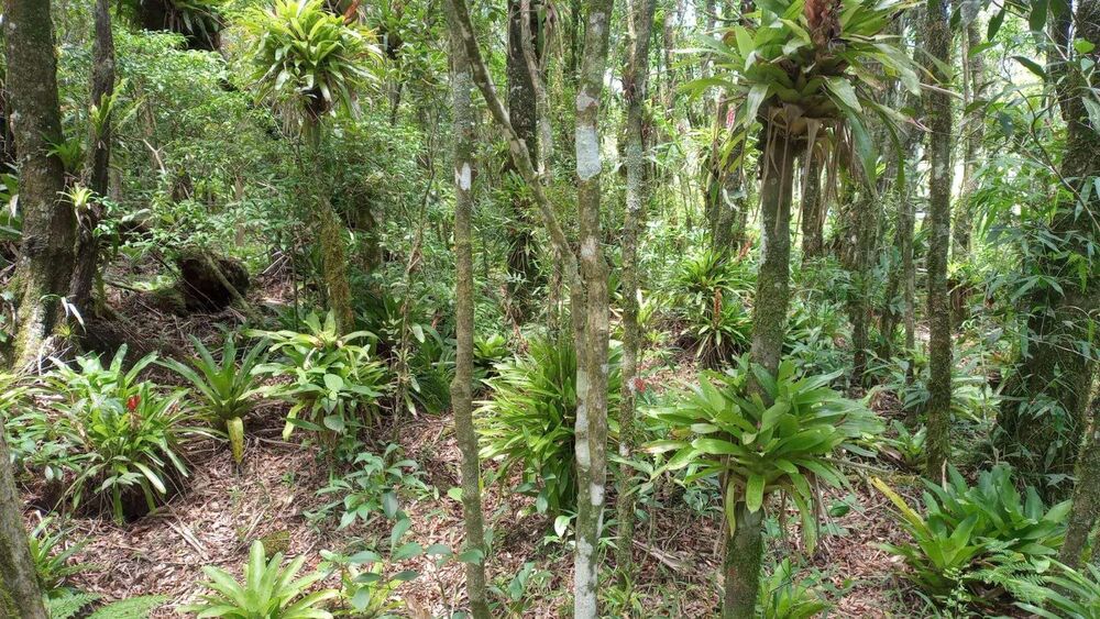 Terreno, 3 hectares - Foto 4